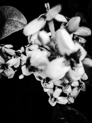Blume Nr. 36