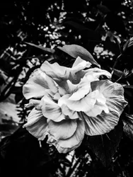 Blume Nr. 39, 2025
