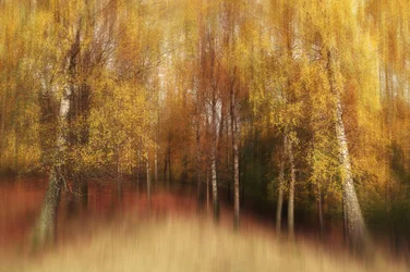 Träumerische Herbstbirken