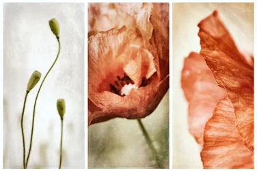 Erdiges Mohn-Triptychon