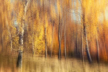 Goldener Birkenwald