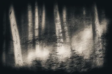 Nebliger Waldtraum