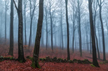 Nebliger Waldweg
