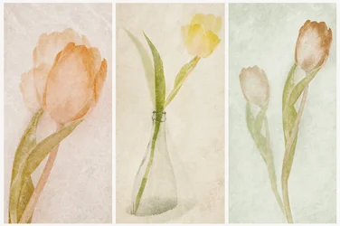 Aquarell-Tulpen-Triptychon