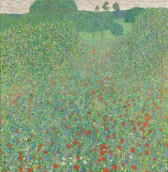 Blühender Mohn