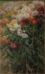 Chrysanthemen im Garten von Petit-Gennevilliers