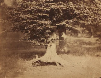 Buchenbaum, Wald von Fontainebleau