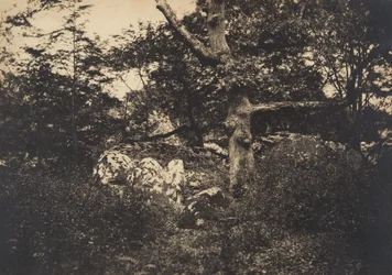 Eiche in den Felsen von Fontainebleau, 1849-52
