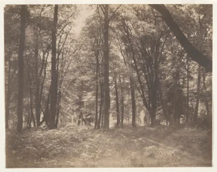 Der Wald von Fontainebleau