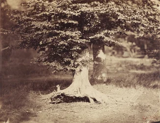 Der Buchenbaum