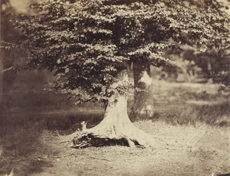 Die Buche, ca. 1855-7 (s/w Foto)