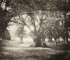 Baum, Wald von Fontainebleau