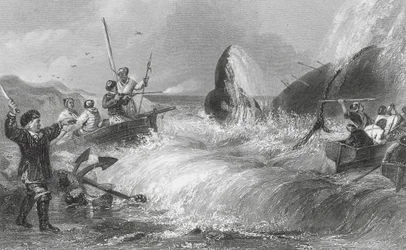 Der Wal an Land (Gravur)