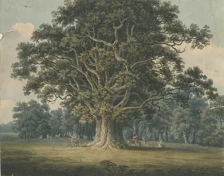 Needwood - Swilcar Oak: Aquarellmalerei