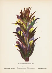 Wildblumen des Heiligen Landes: Acanthus Dioscoridis; Orientalischer Bärenklau