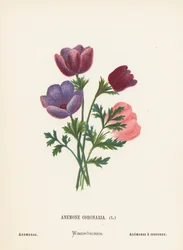 Wildblumen des Heiligen Landes: Anemone Coronaria; Anemonen