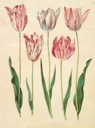 Tulipa gesneriana aus dem Album Gottorfer Codex, ca. 1650