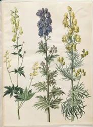 Aconitum lycoctonum (Nordischer Sturmhut); Aconitum napellus (Echter Sturmhut); Aconitum anthora (Feinblättriger Sturmhut)