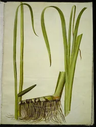 Acorus calamus (gewöhnlicher Kalmus)