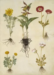 Adonis vernalis (Frühlings-Adonis); Cypripedium calceolus (Großer Frauenschuh); Ranunculus asiaticus (Garten-Ranunkel); Ranunculus (Art der Ranunkel)