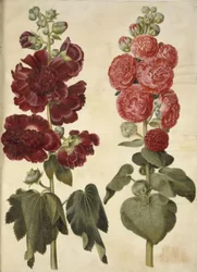 Alcea rosea (Stockrose)