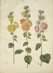 Stockrose
