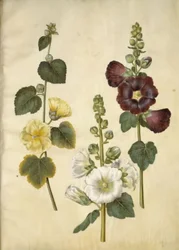 Alcea rosea (Stockrose)