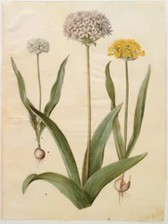 Allium moly (Gold-Lauch); Allium nigrum (Schwarzer Lauch)