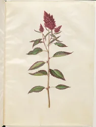 Amaranthus cruentus (Roter Amarant)