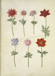 Anemone coronaria (Kronenanemone)