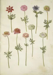 Anemone coronaria (französische Anemone)