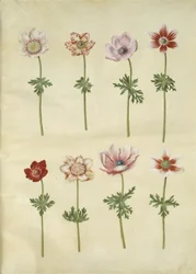 Anemone coronaria (französische Anemone)