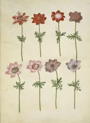 Anemone coronaria (Französische Anemone)
