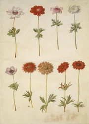 Anemone coronaria (Französische Anemone); Anemone ×fulgens (Glänzende Anemone)