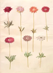 Anemone coronaria (französische Anemone); Anemone ×fulgens (glänzende Anemone)