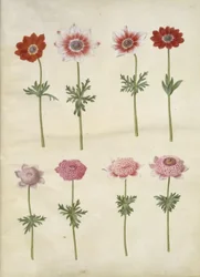 Anemone coronaria L. (Kronen-Anemone); Anemone pavonina (Pfauen-Anemone)