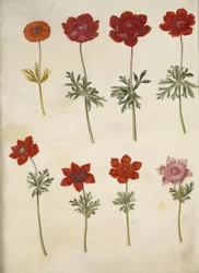 Anemone × fulgens (glänzende Anemone); Anemone coronaria (französische Anemone)