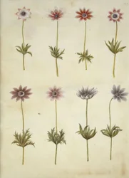 Anemone pavonina (Pfauen-Anemone)