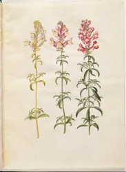 Antirrhinum majus (Garten-Löwenmaul)