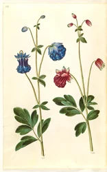 Aquilegia vulgaris (Gemeine Akelei)