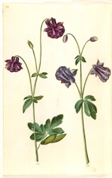 Aquilegia vulgaris (Gewöhnliche Akelei)