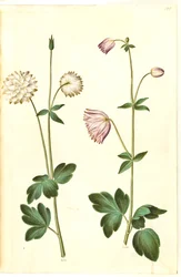 Aquilegia vulgaris (Gewöhnliche Akelei)
