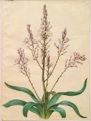 Asphodelus ramosus (verzweigter Affodil)