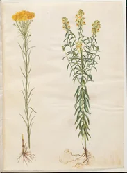 Aster linosyris (Goldhaar-Aster); Linaria vulgaris (Gewöhnliches Leinkraut)
