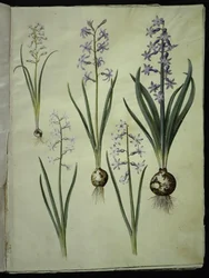 Brimeura amethystina (pyrenäische Hyazinthe); Hyacinthus orientalis (gewöhnliche Hyazinthe)