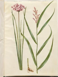 Butomus umbellatus (Brautkerze); Phragmites australis (Schilfrohr)
