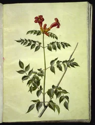 Campsis radicans (gewöhnliche Trompetenblume)