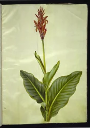 Canna indica (essbare Kanna)