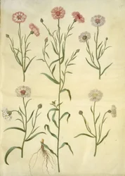 Kornblume (Centaurea cyanus)