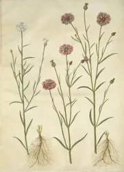 Kornblume